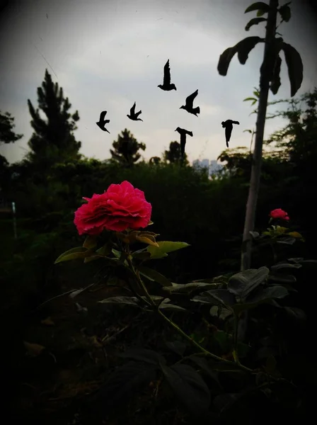 Belles Fleurs Dans Parc — Photo