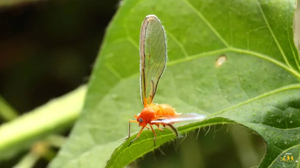 Una Mariposa Una Hoja — Foto de Stock