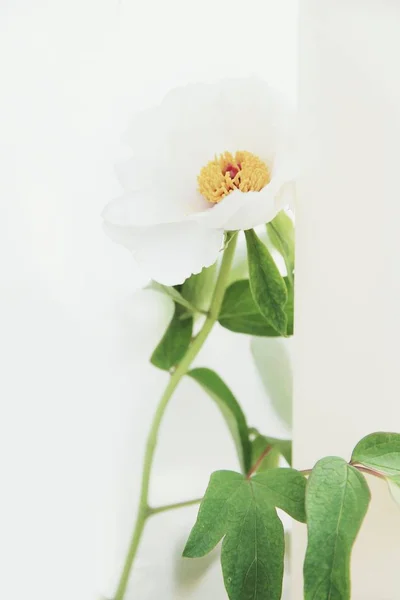 Hermosa Flor Blanca Sobre Fondo Hojas Verdes — Foto de Stock