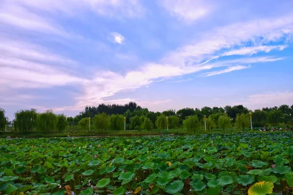 Campo Campo Hierba Paisaje — Foto de Stock