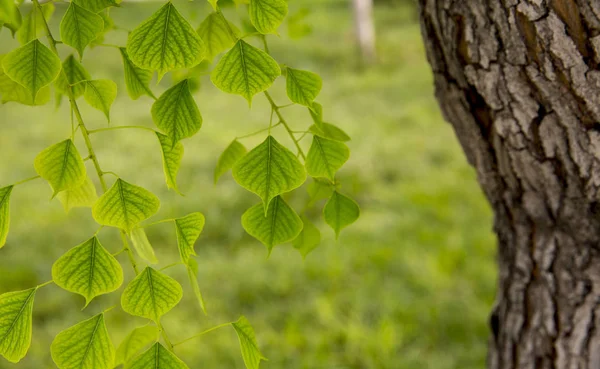 green leaves in forest, flora and foliage