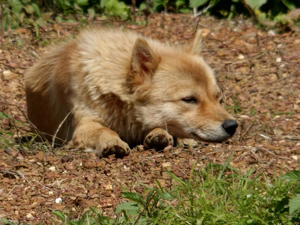 Vista Perro — Foto de Stock