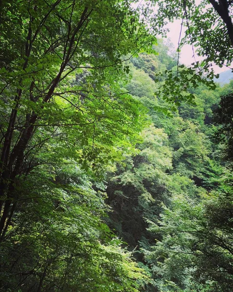 Bosque Verde Selva Flora Naturaleza Medio Ambiente — Foto de Stock