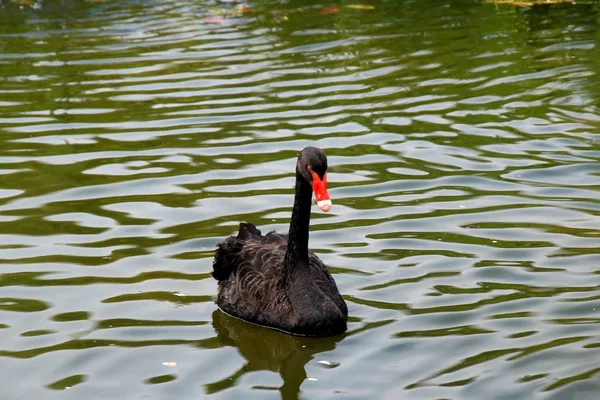 Een Paar Zwarte Zwanen Een Vijver — Stockfoto