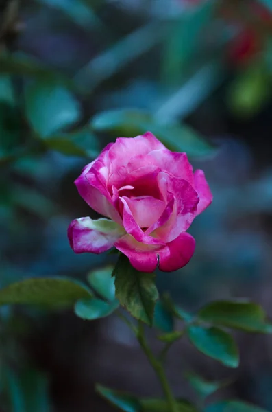 Vista Hermosa Flor — Foto de Stock