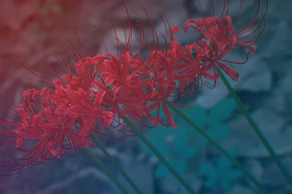 beautiful red flower background