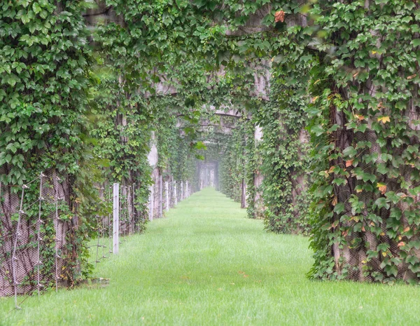 Grön Växt Trädgården — Stockfoto