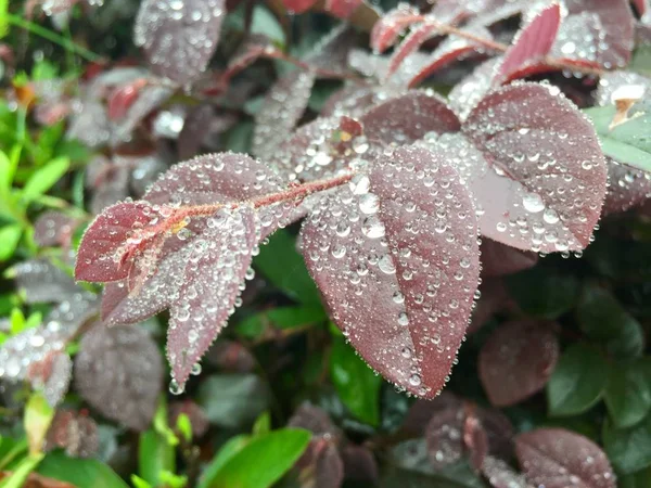 stock image frozen leaves of the snow covered with hoarfrost