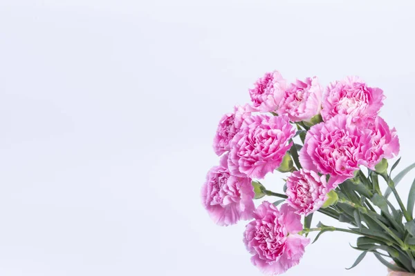 Pink Roses White Background — Stock Photo, Image