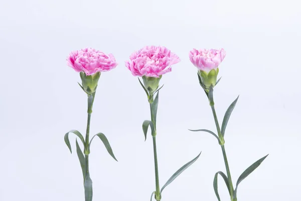 Hermosas Flores Crecimiento Flora Del Prado — Foto de Stock