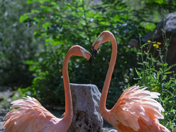 Flamingo Flora Fauna Tropicais — Fotografia de Stock