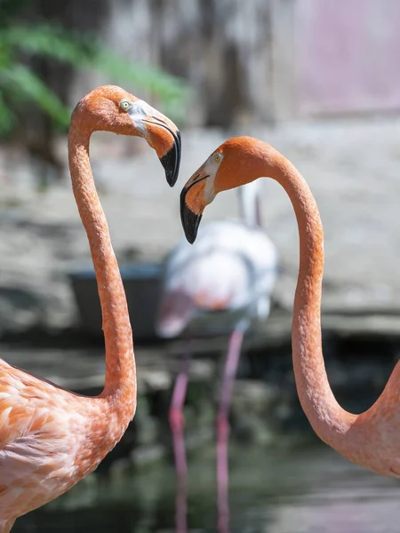Flamingo Flora Fauna Tropicais — Fotografia de Stock