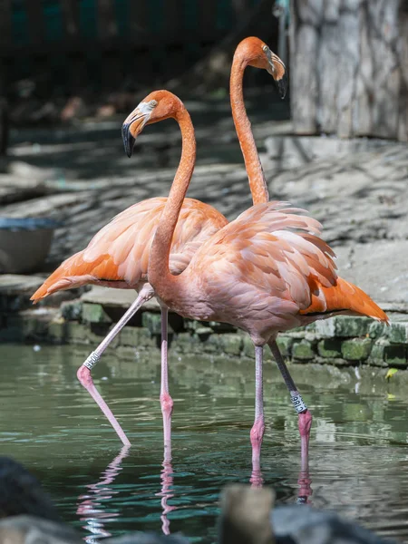 Flamingo Flora Fauna Tropicais — Fotografia de Stock