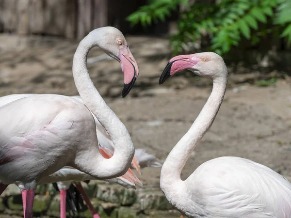 Retrato Flamingo — Fotografia de Stock