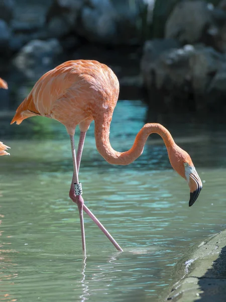 Flamingo Água — Fotografia de Stock