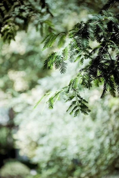 tree branches in forest, flora