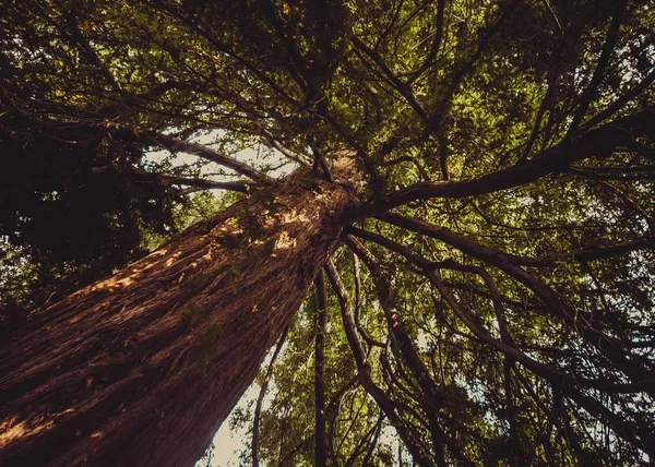 Флора Природа Листя Навколишнього Середовища Лісі — стокове фото