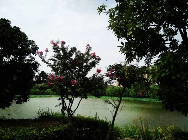 Hermoso Paisaje Tropical Con Árboles Plantas — Foto de Stock