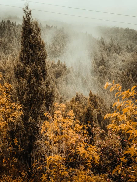 Fogliame Autunnale Stagione Autunnale Flora — Foto Stock