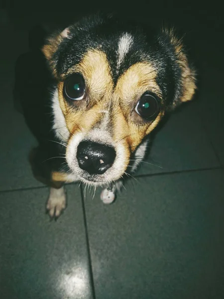 Lindo Cachorro Chihuahua Sobre Fondo Verde — Foto de Stock