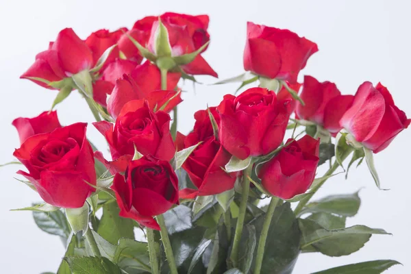 Rosas Rojas Aisladas Sobre Fondo Blanco — Foto de Stock