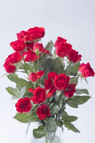 Flores Rosas Pétalos Flora Romántica — Foto de Stock