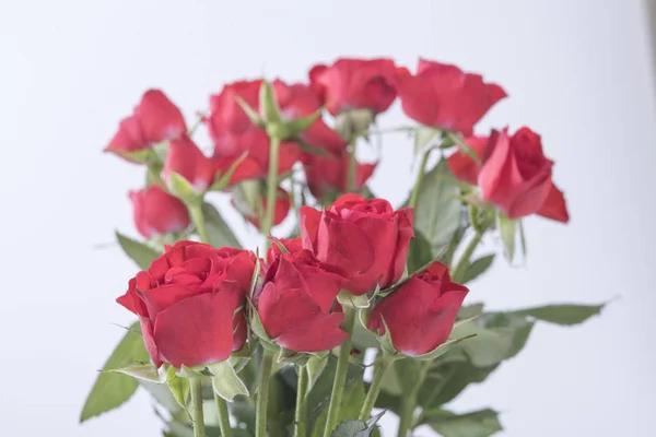 Rosas Rojas Sobre Fondo Blanco — Foto de Stock