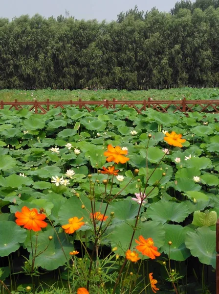 Hermosa Flor Roja Jardín — Foto de Stock