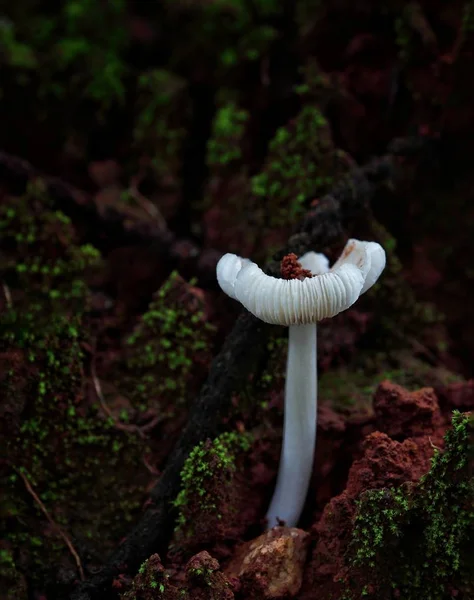 mushroom, green grass, plant flora foliage