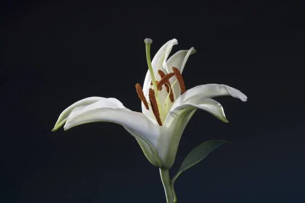 Flor Lirio Blanco Jardín — Foto de Stock