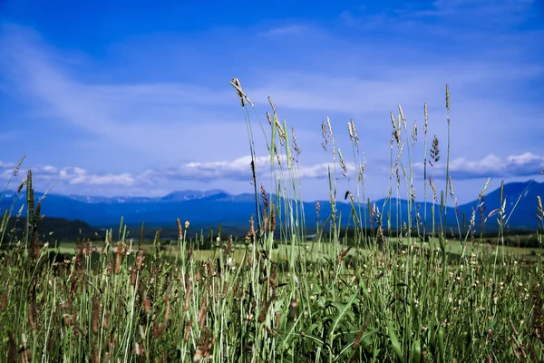 Bela Paisagem Com Campo Milho — Fotografia de Stock