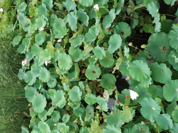 Las Hojas Verdes Planta — Foto de Stock