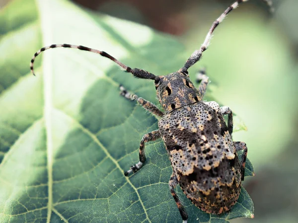 Faune Insectes Flore Faune — Photo