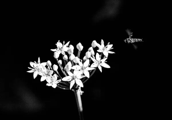 black and white flowers on a dark background