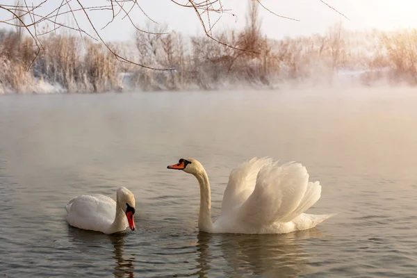 Cisne Lago — Fotografia de Stock