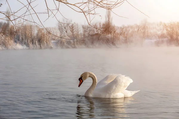 Cisne Lago — Fotografia de Stock