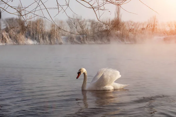 Cisne Lago Pela Manhã — Fotografia de Stock