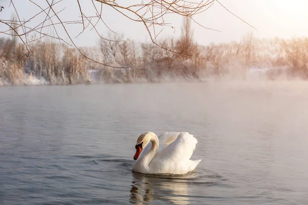 Cisne Lago — Fotografia de Stock