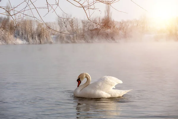 Cisne Lago — Fotografia de Stock