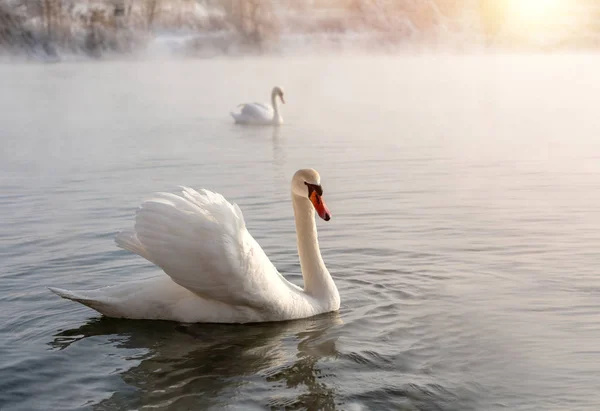 Cisne Lago — Fotografia de Stock