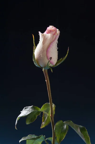 pink rose on a black background