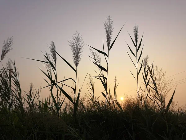 countryside field, flora and foliage plants