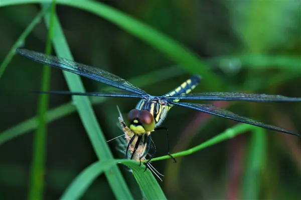 昆虫や植物や動物は — ストック写真