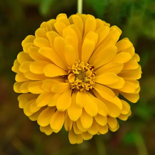 Flor Amarilla Jardín — Foto de Stock