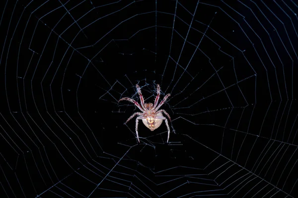 spider web icon. black and white.