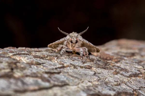 Insectos Araña Flora Fauna — Foto de Stock