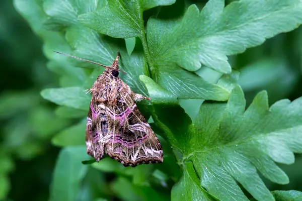 Una Mariposa Una Hoja — Foto de Stock