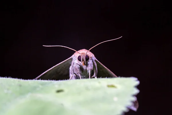 Insecto Pequeño Naturaleza — Foto de Stock