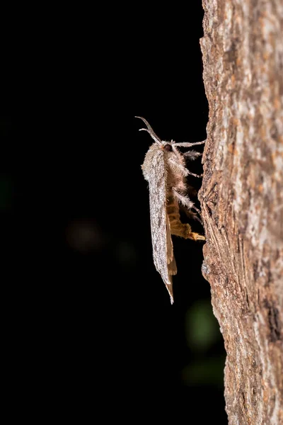 Primer Plano Una Araña Árbol — Foto de Stock