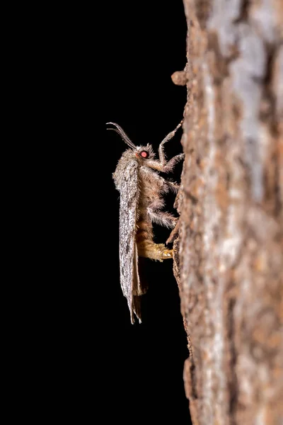 Primer Plano Una Araña Sobre Fondo Negro — Foto de Stock